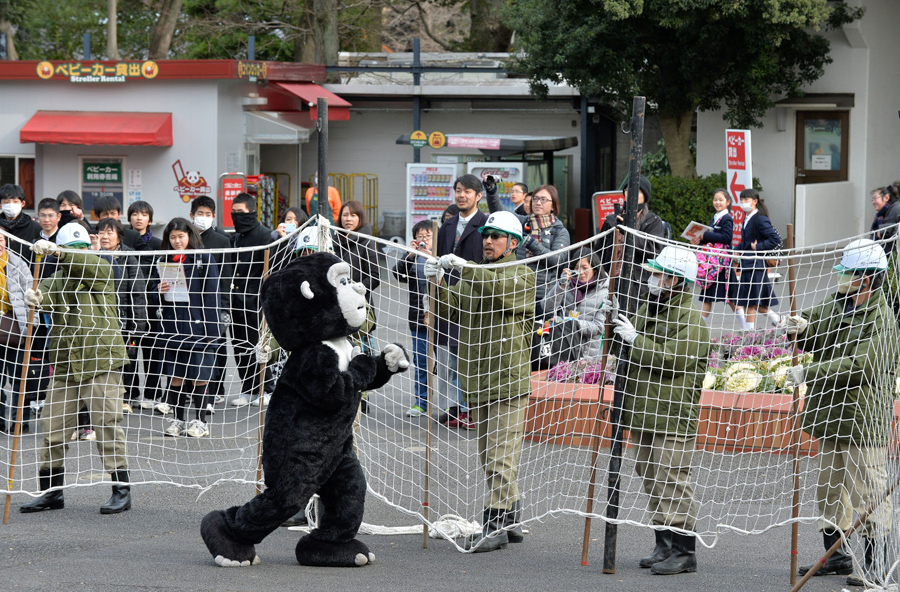 Zoo Security Drills When Animals Escape The Atlantic