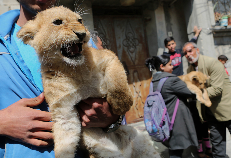 Animals in the News The Atlantic