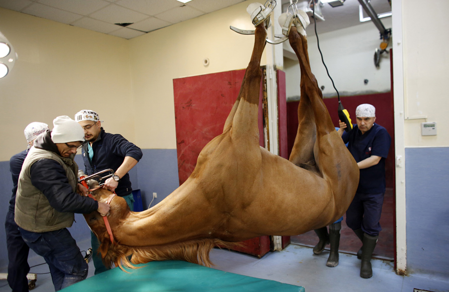 The Weird Logistics of Horse Surgery The Atlantic