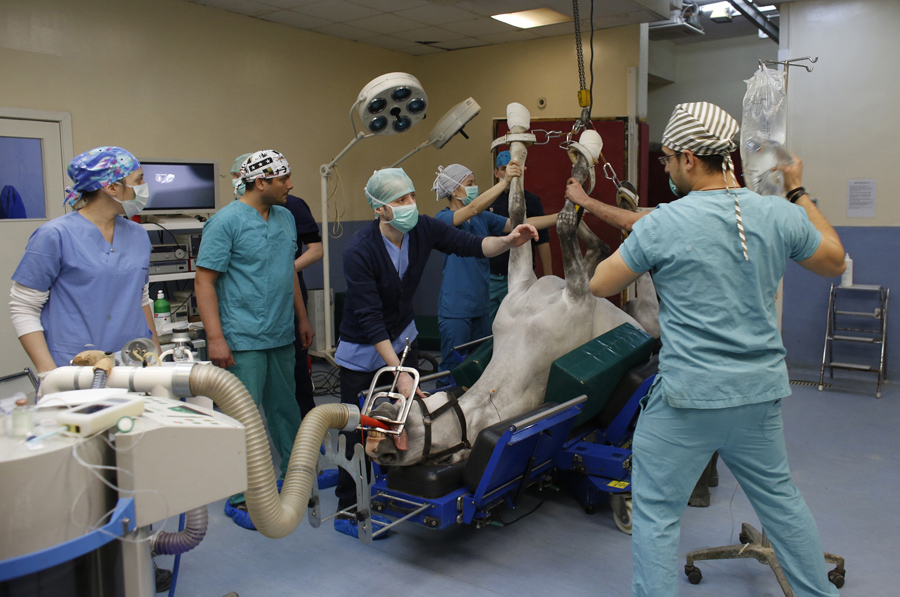 The Weird Logistics of Horse Surgery - The Atlantic