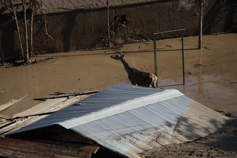 Zoo Animals Escape Amid Heavy Flooding in Tbilisi, The Atlantic