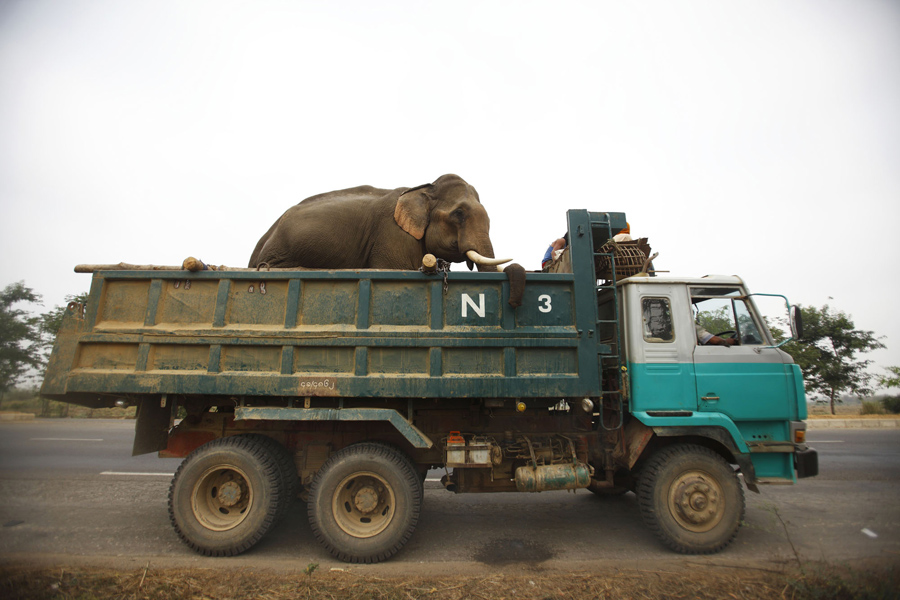 World Elephant Day The Atlantic