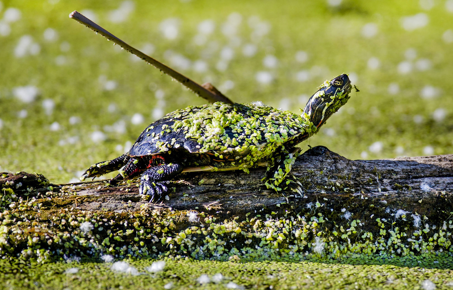 a painted turtle (chrysemys picta), sits on   log; mark blinch
