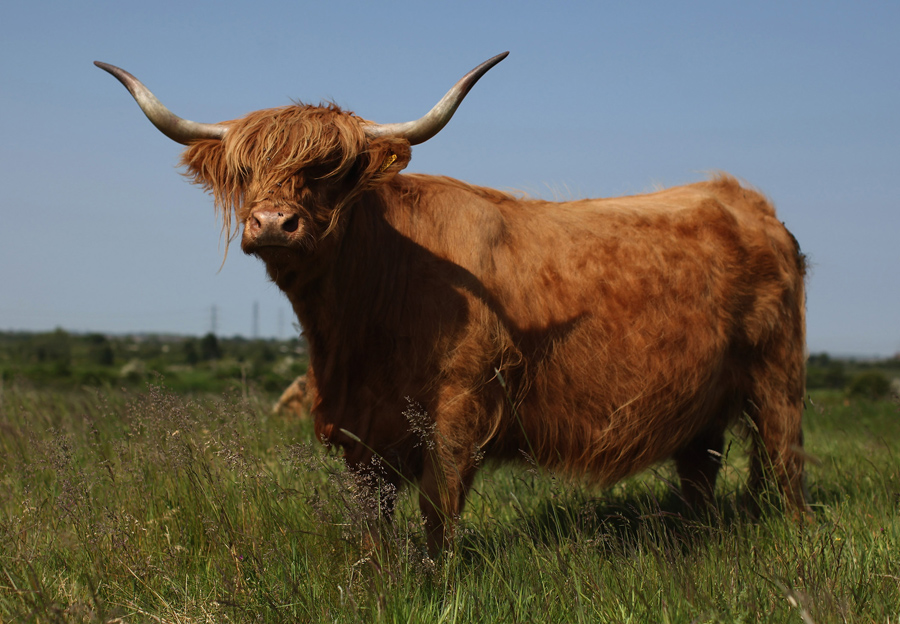 Karl Dallenbach Cow Picture : This is an image of a cow, although most ...