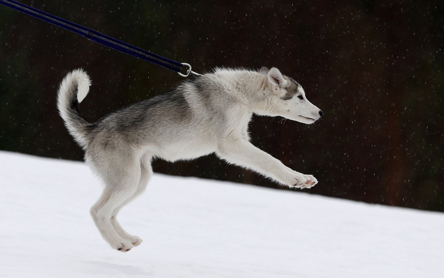 The Huskies of Aviemore The Atlantic