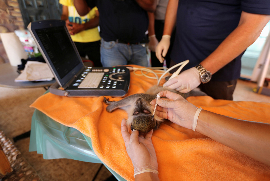 Animals Rescued From the 'Worst Zoo in the World' in Gaza - The Atlantic