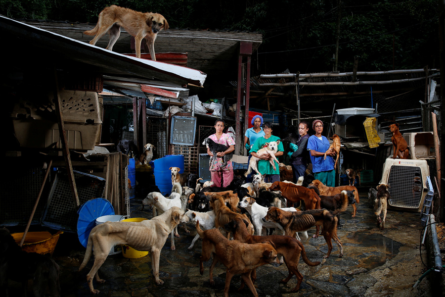 Image result for No food for pet in Venezuela