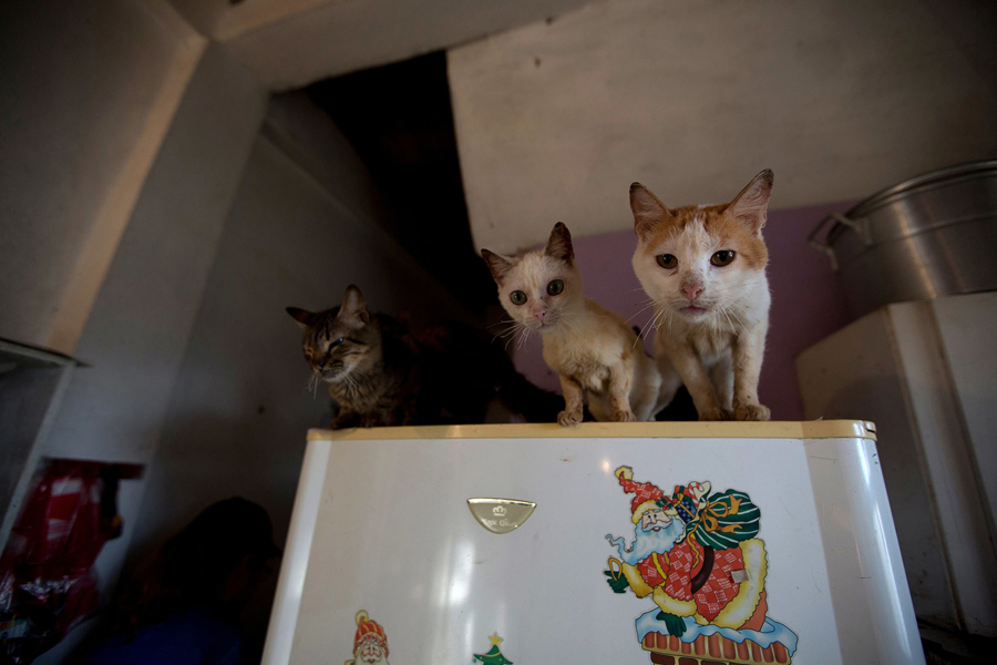 Venezuelan Food Shortages Force Many to Abandon Their Pets The Atlantic