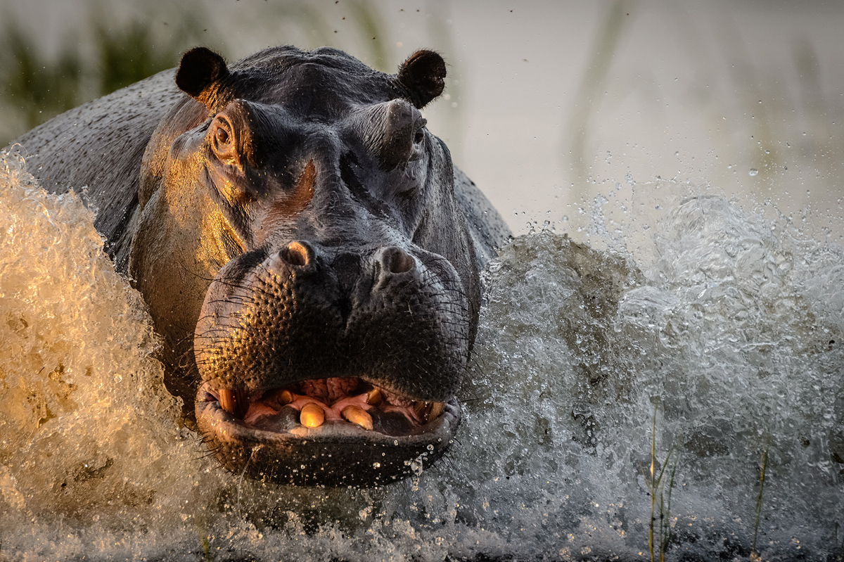 2019 National  Geographic  Nature Photographer of the Year  