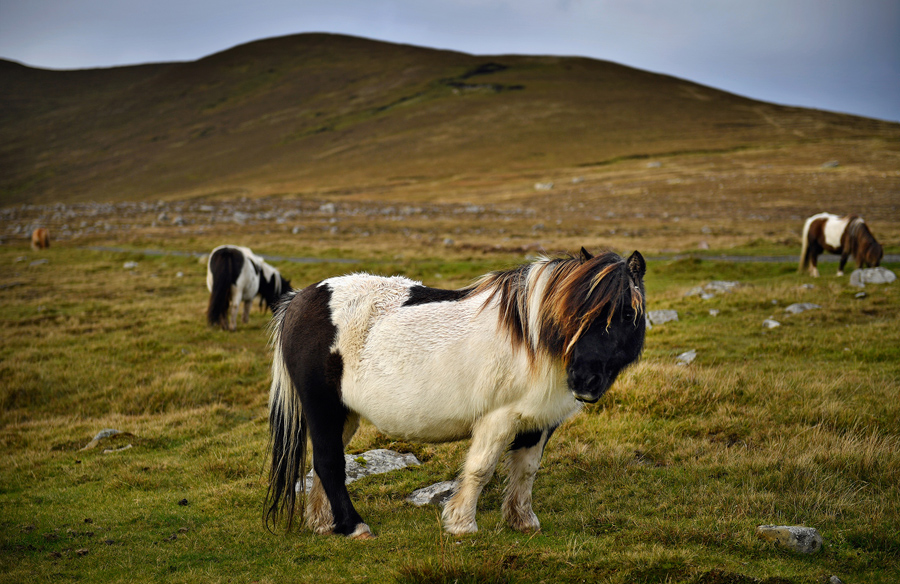 Foula—the Most Remote Inhabited Island In Great Britain - The Atlantic