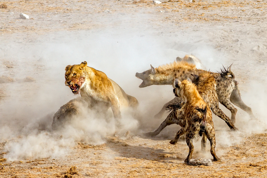 2016 Nat Geo Nature Photographer Of The Year Part Ii Atlantic