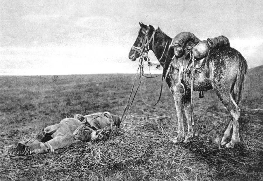 World War I in Photos Animals at War The Atlantic
