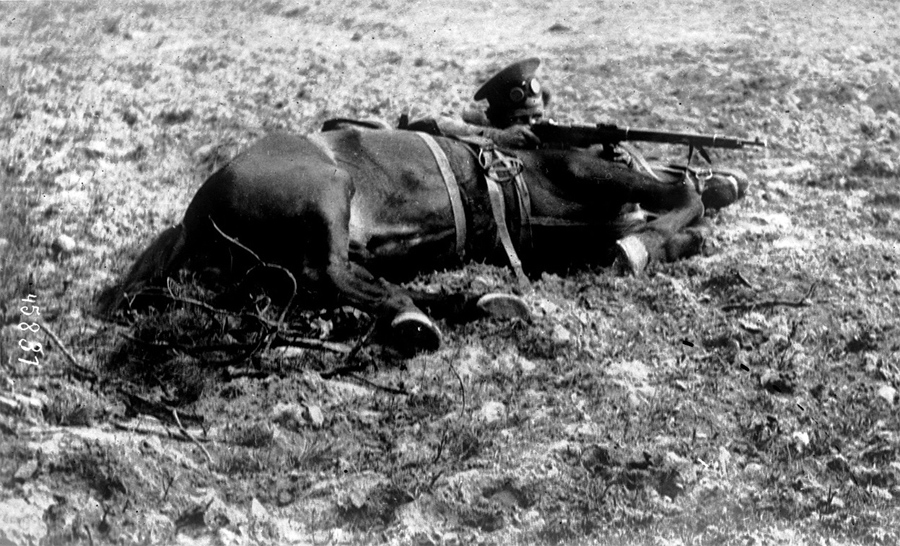 World War I in Photos: Animals at War - The Atlantic