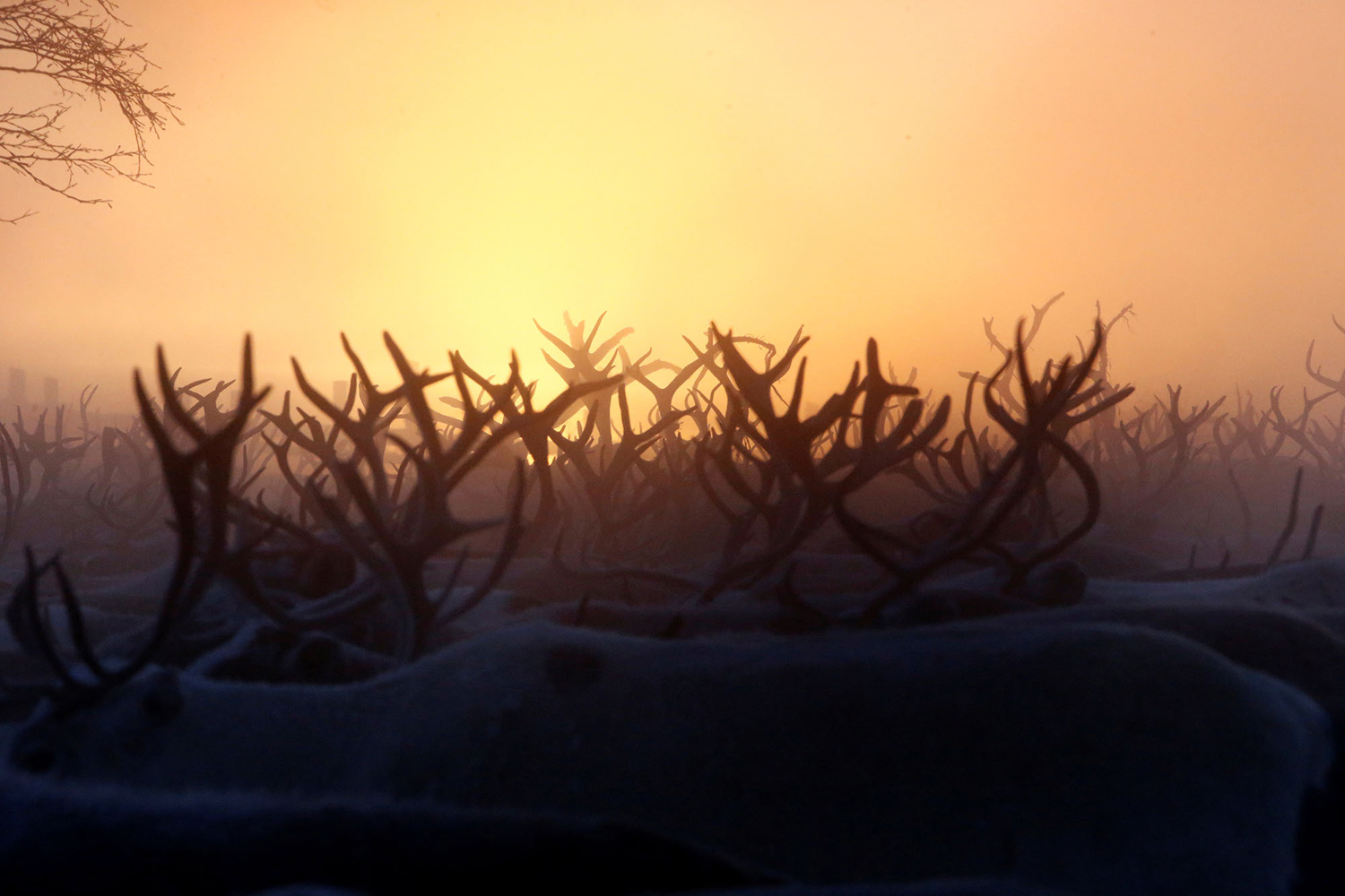 Herders in the Arctic Herders in the Arctic
