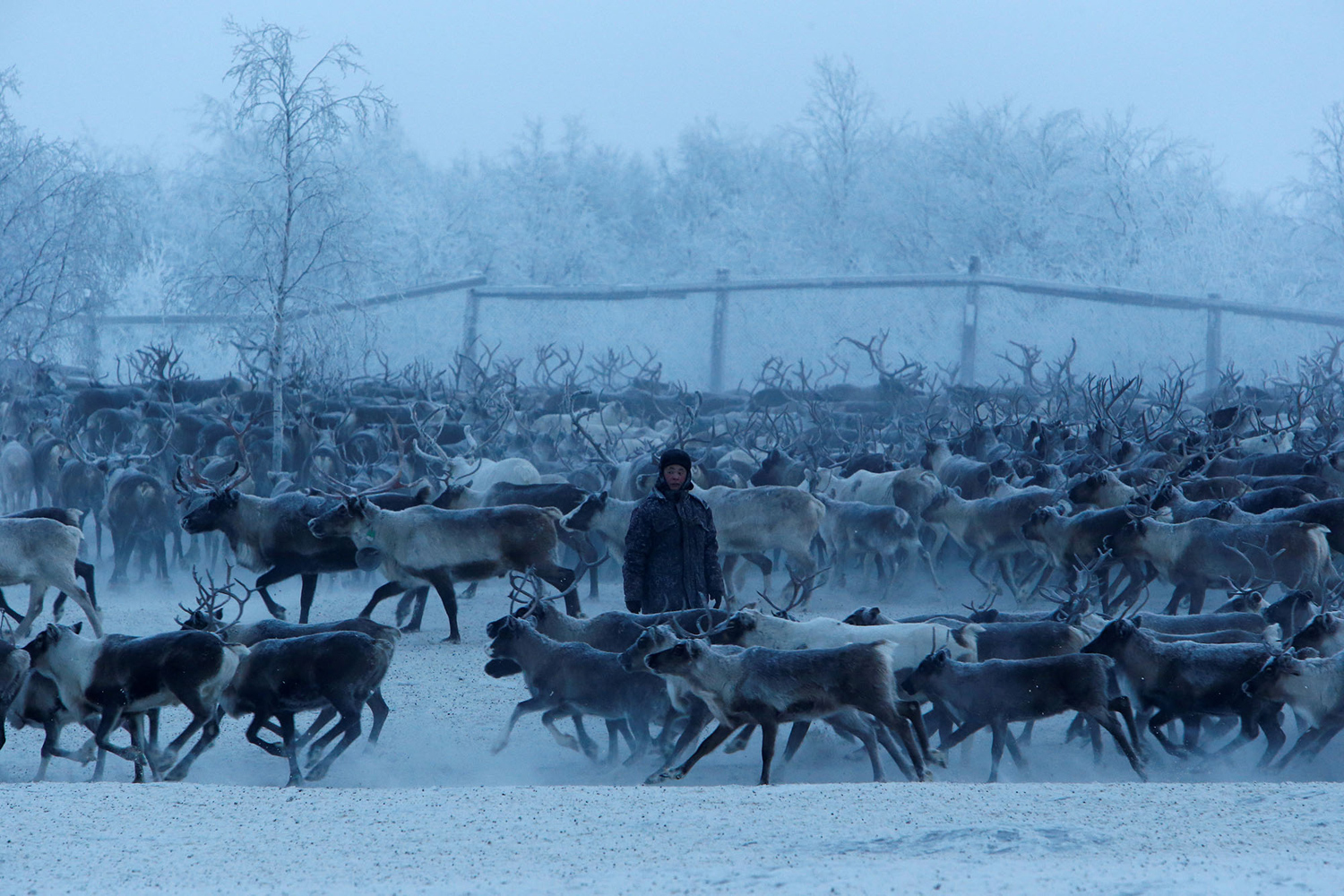 Herders in the Arctic Herders in the Arctic