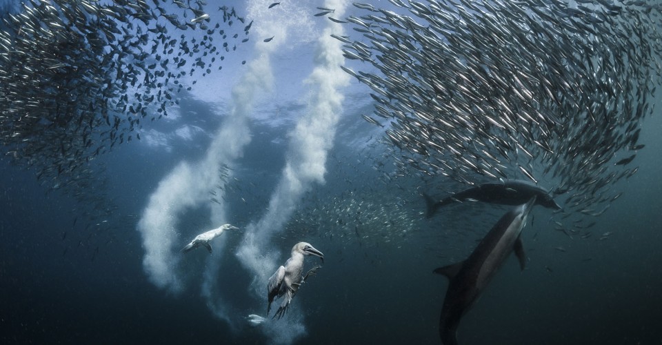 Winners Of The 2016 National Geographic Nature Photographer Of The Year 