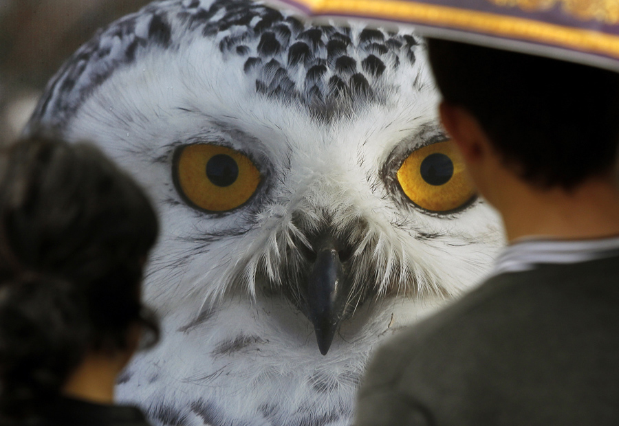 Superb Owl Sunday The Atlantic