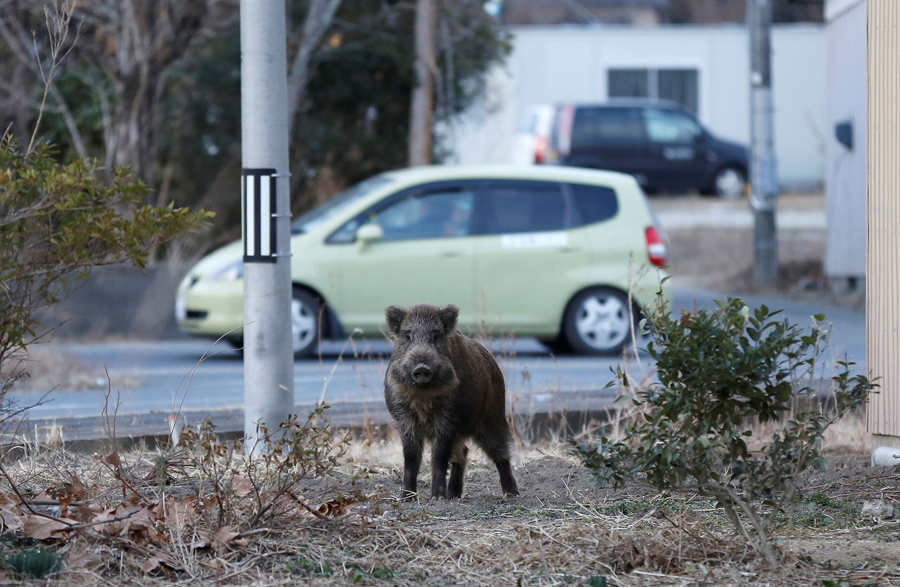 The Wild Boars Of Fukushima The Atlantic - 