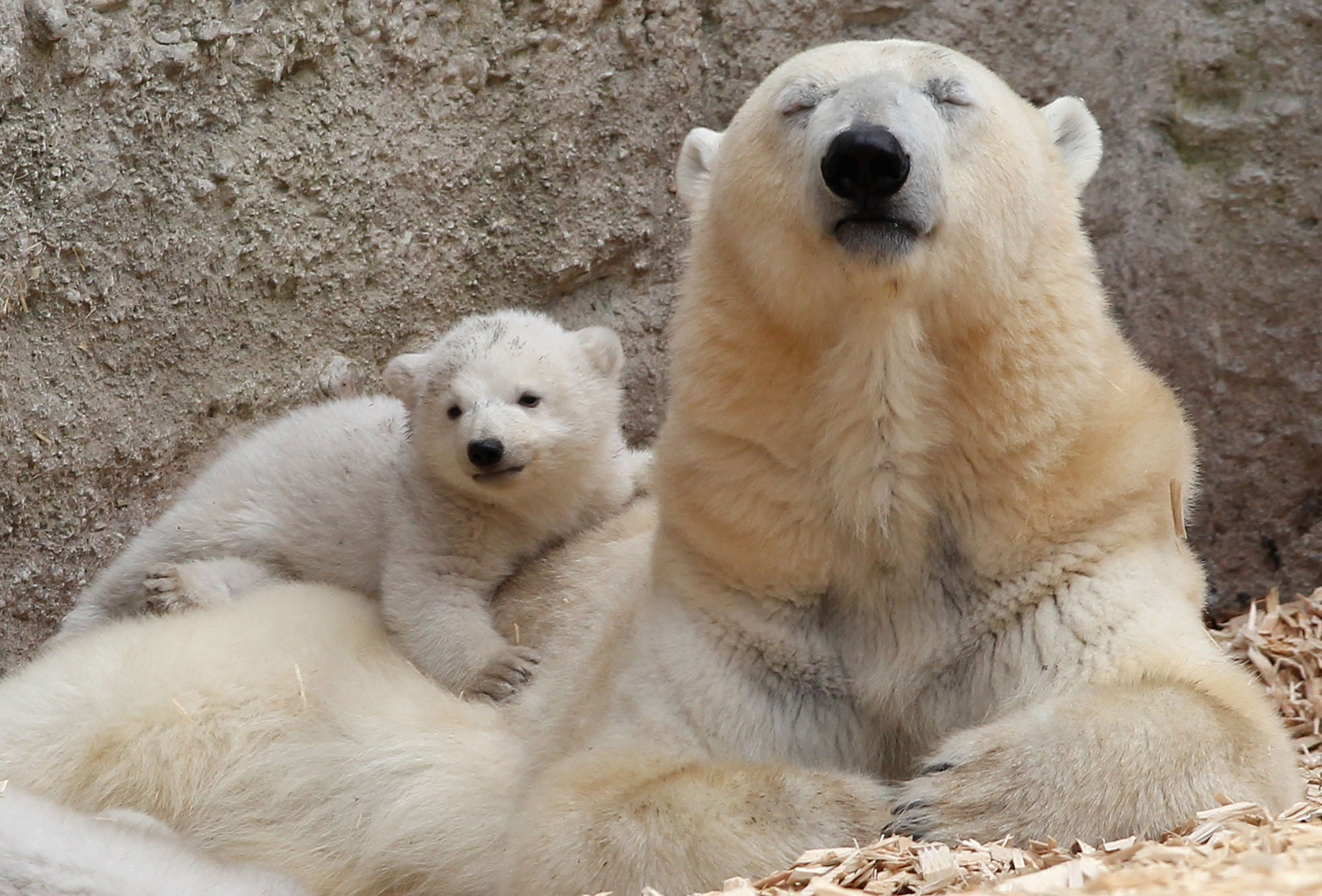 Baby Animals And Their Moms Because It S Mother S Day The Atlantic