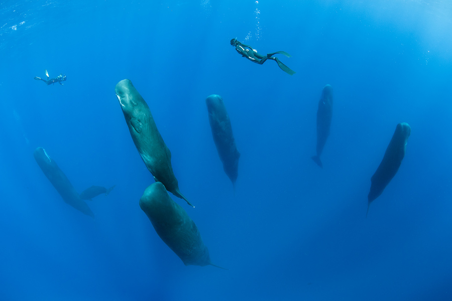 sperm whales nap 