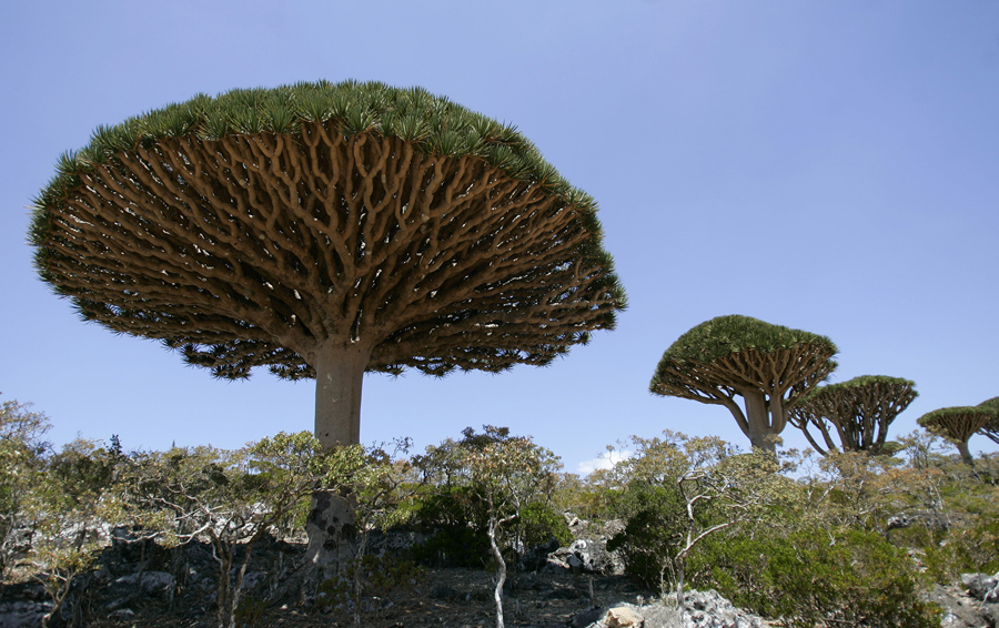 Dragon's Blood trees Dam al-Akhawain blood two brothers Socotra island