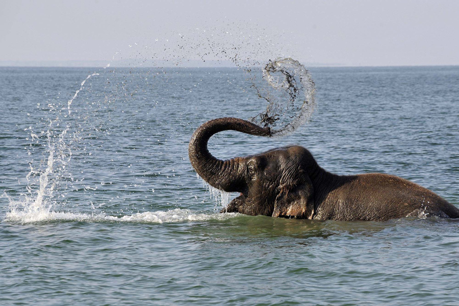 World Elephant Day - The Atlantic