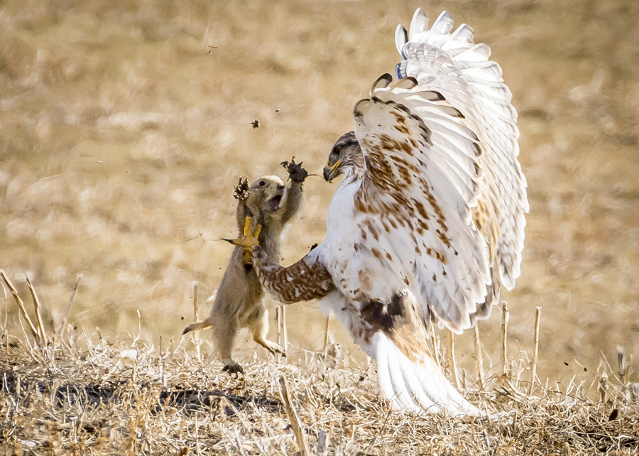 2017 National Geographic Nature Photographer of the Year Contest - The