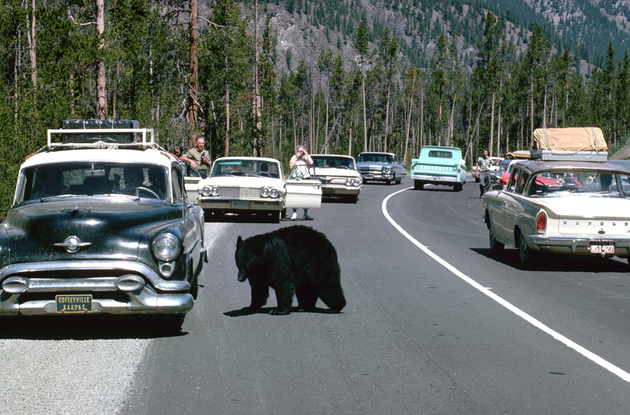 A Photo Trip Through Yellowstone National Park - The Atlantic