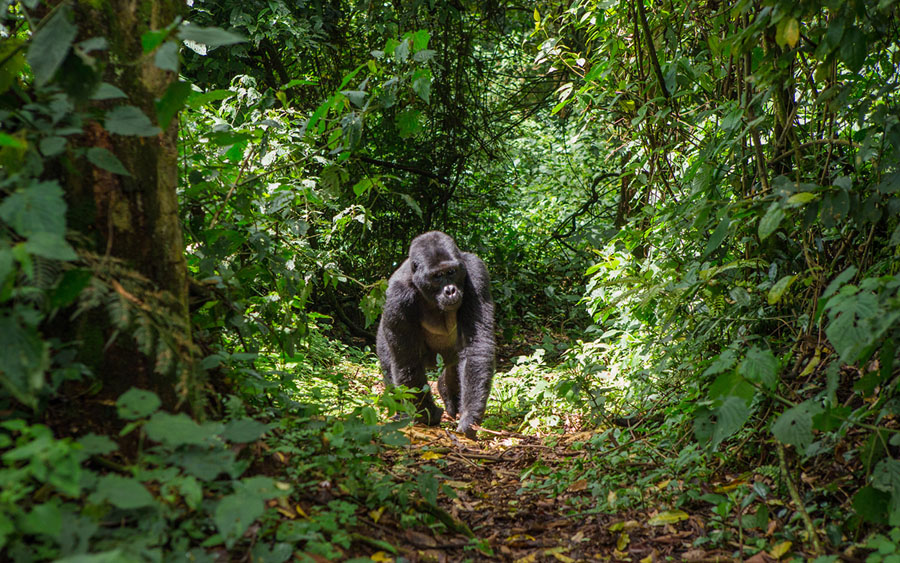 Mountain Gorillas at Home - The Atlantic