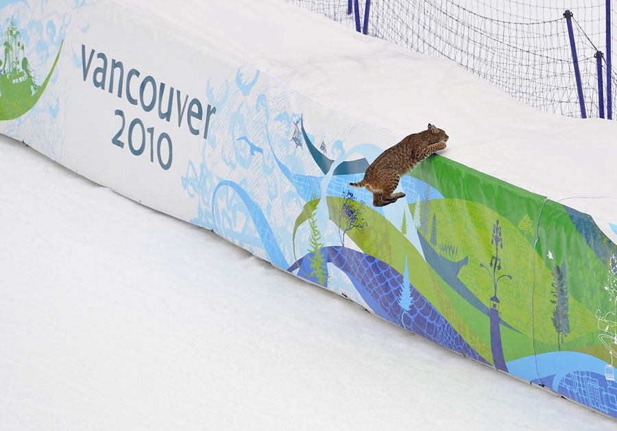  A Lynx that walked onto the course jumps onto the safety fencing near the finish area during first training for the Men's Downhill at the Vancouver 2010 Olympics in Whistler, British Columbia, on February 10, 2010. # Gero Breloer / AP