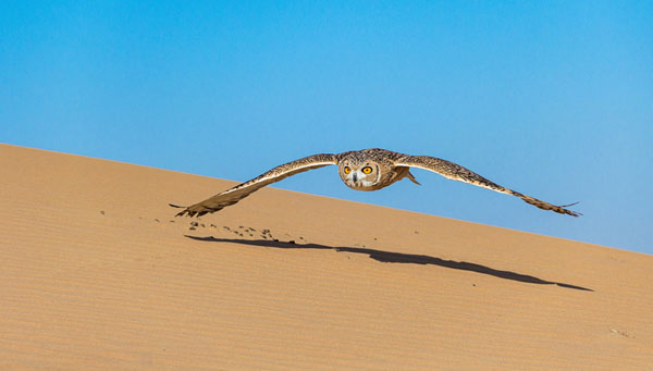 Owl flying over sand dune