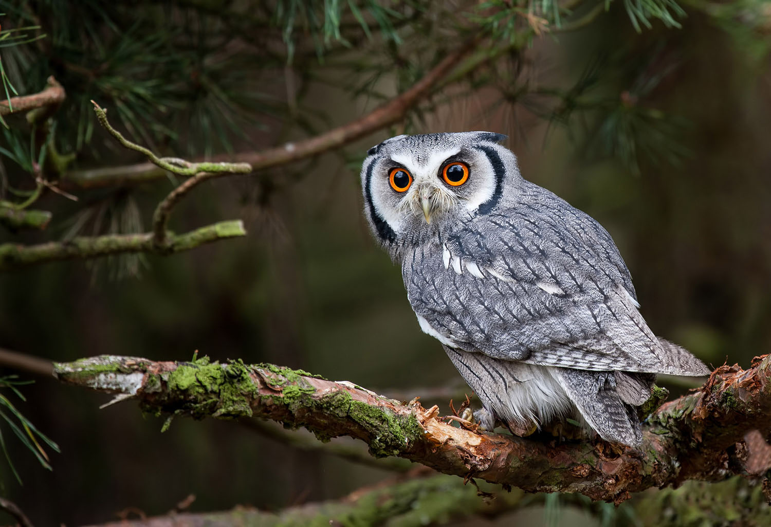 a white-faced owl perches in   tree. cdn.theatlantic.