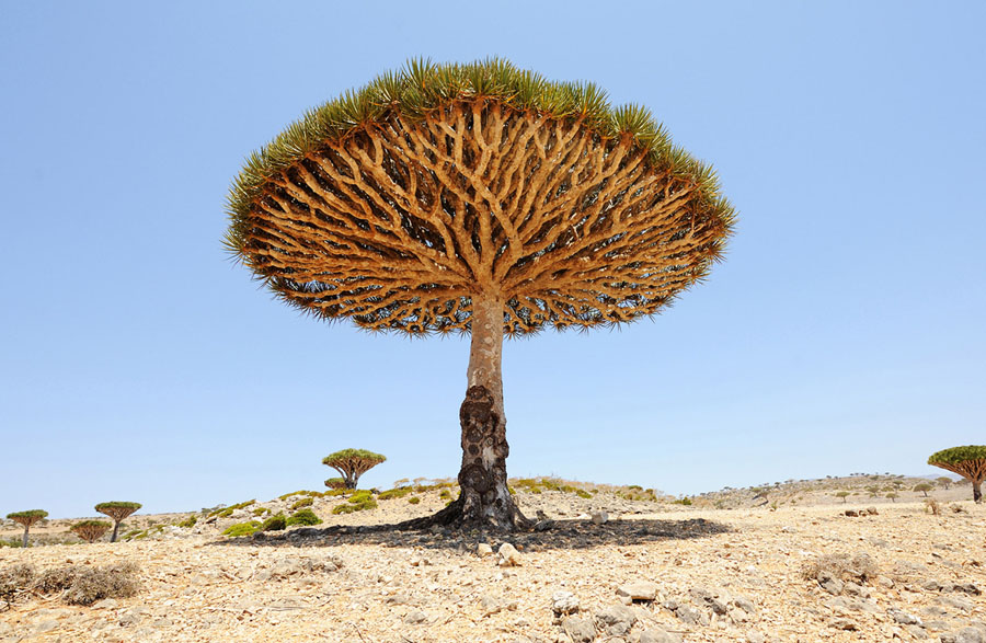 Socotra island ile ilgili gÃ¶rsel sonucu