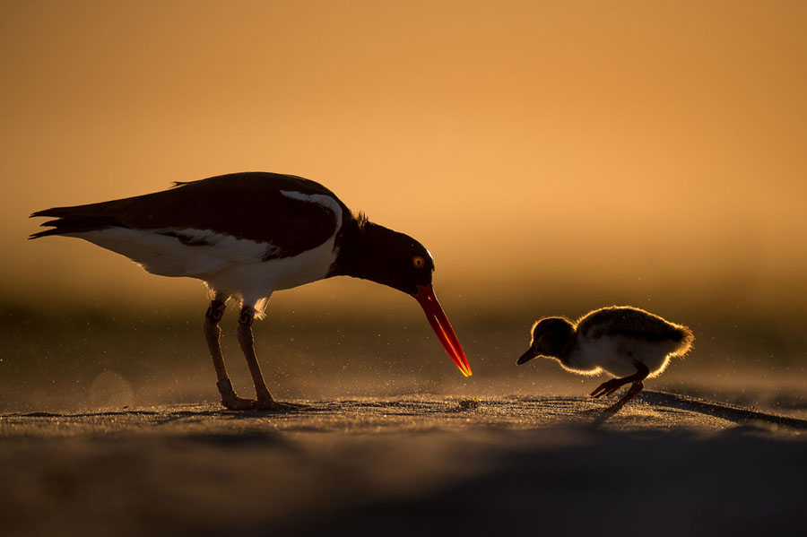 American Oystercatchers on Nickerson Beach Park, Lido Beach, in New York Raymond Hennessy / Audubon Photography Awards