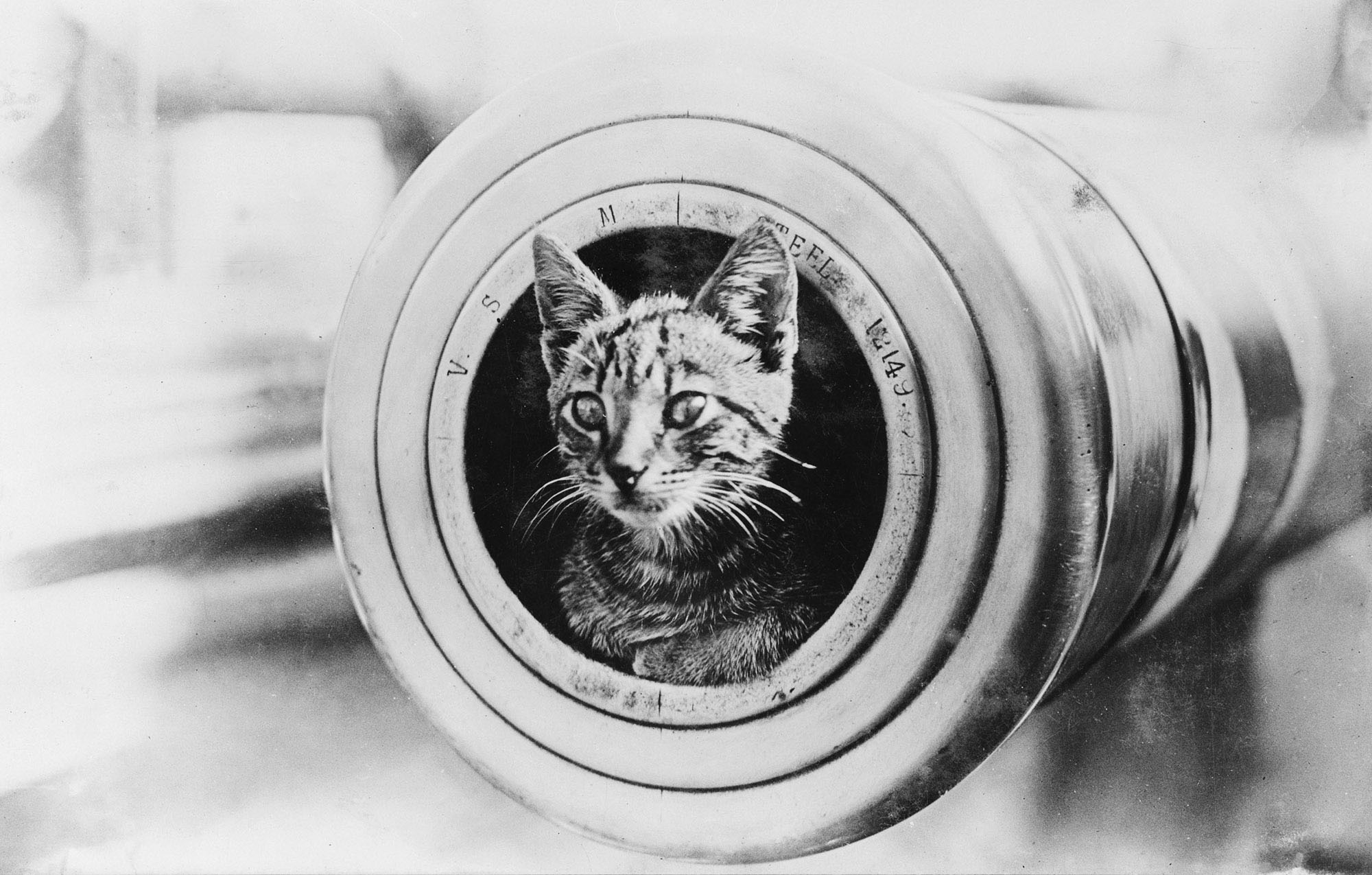 ship cat of the world war I cruiser HMAS Encounter r/oldschoolcat