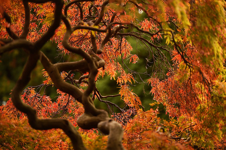 Fall Is in the Air: Images of the Season