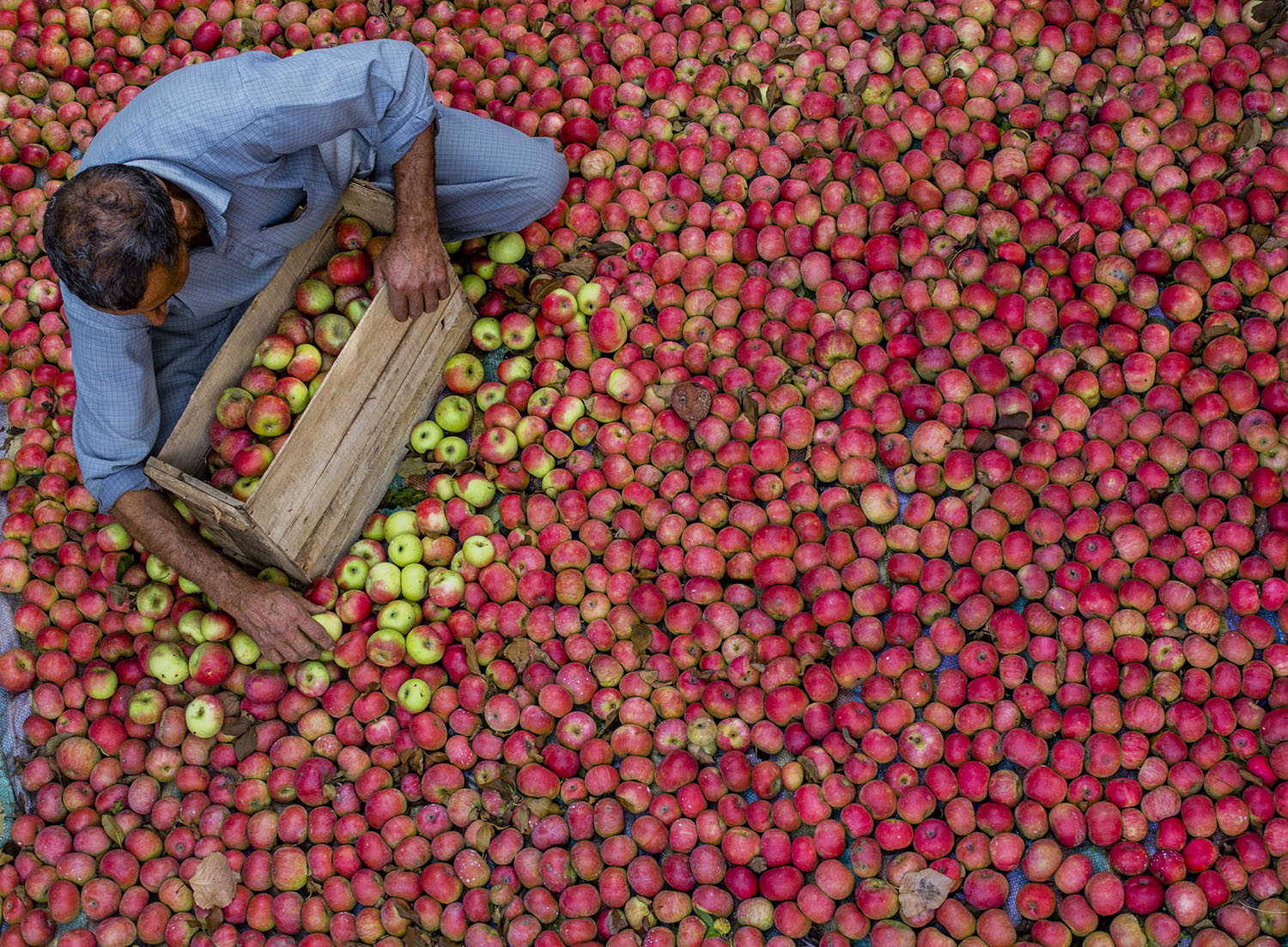 Kashmiri farmers pack fresh apples in an organic orchard during harvesting season on October 1