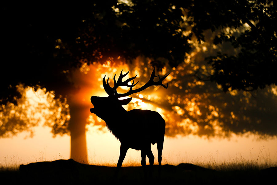 photography images of northern hemisphere in autumn photos