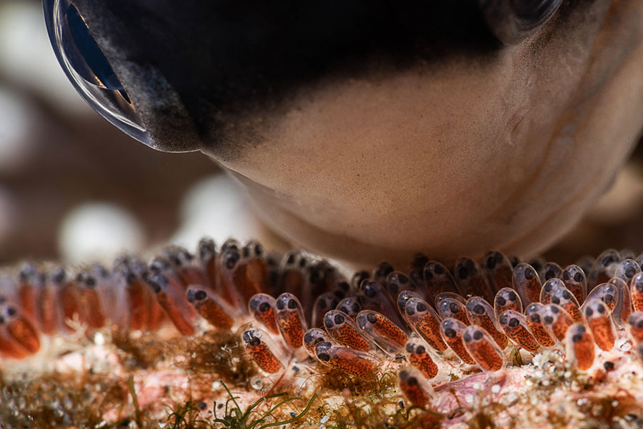 Winners Of The 2018 Ocean Art Underwater Photo Contest