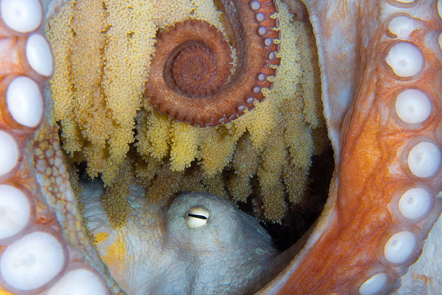 Winners Of The 2018 Ocean Art Underwater Photo Contest The - 