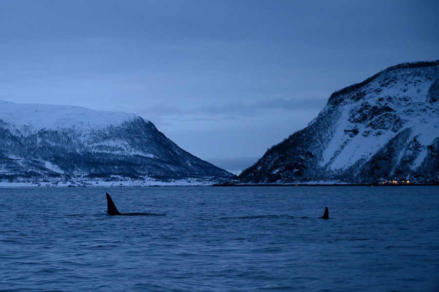 Photos: Swimming With Orcas in Norway - The Atlantic