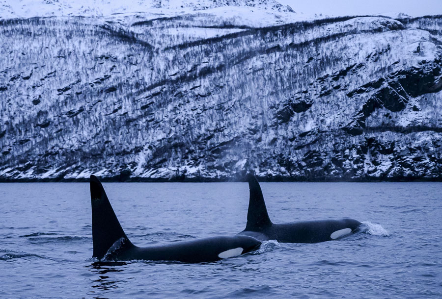 Photos: Swimming With Orcas in Norway - The Atlantic