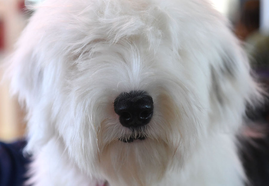 The 2019 Westminster Dog Show Photos The Atlantic