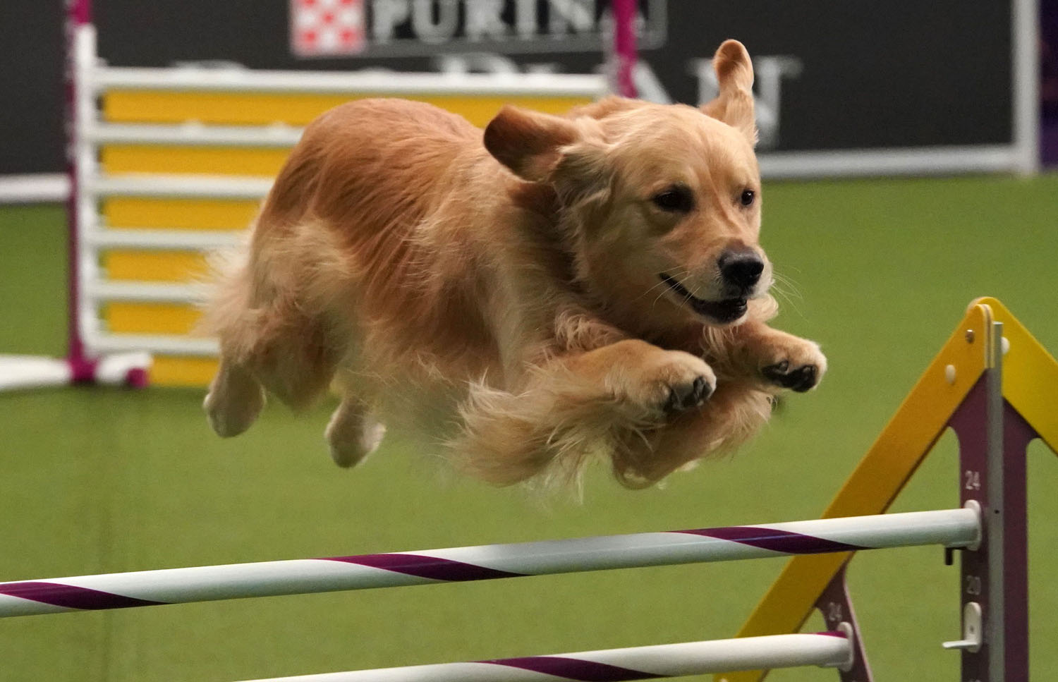 2019 westminster agility