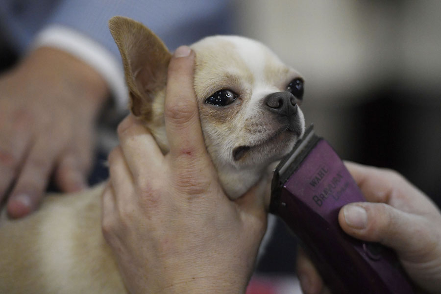 The 2019 Westminster Dog Show Photos The Atlantic