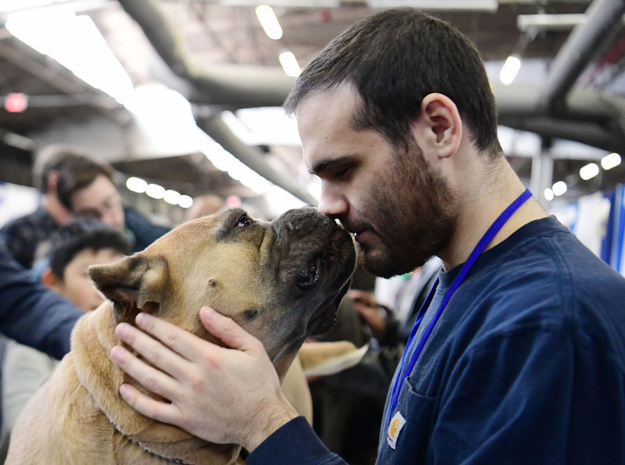 The 2019 Westminster Dog Show Photos The Atlantic