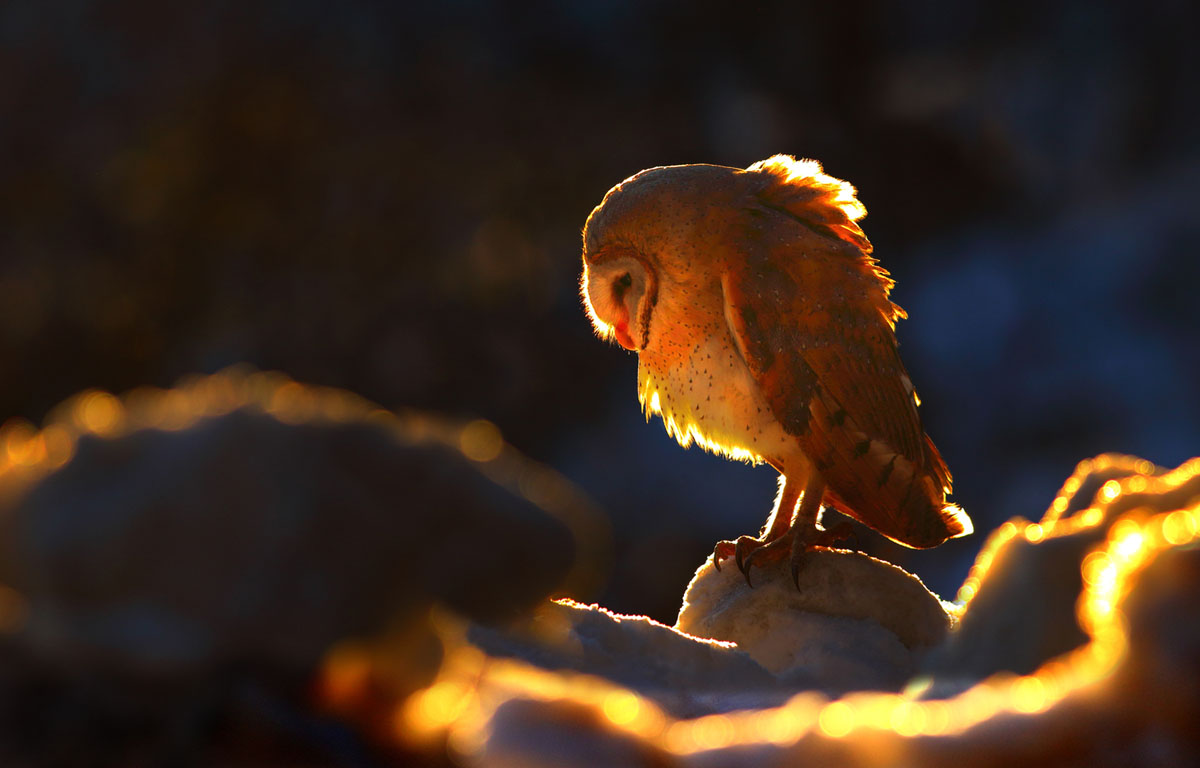 No. 9: A barn owl in Galyat, Pakistan #  Zahoor Salmi / Getty