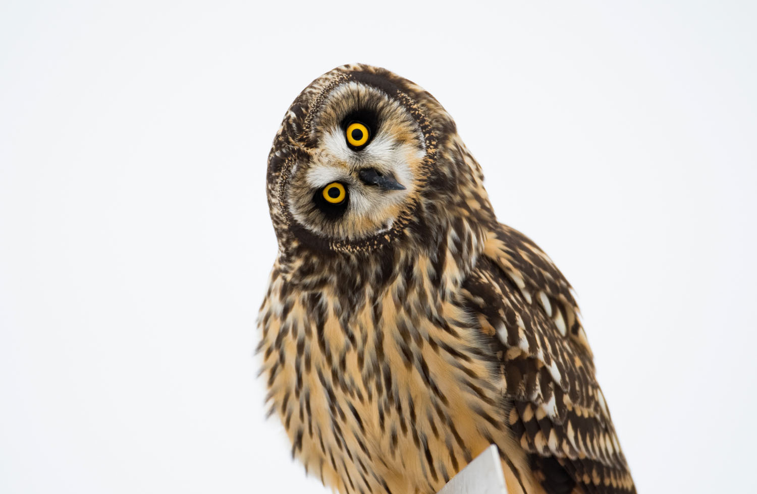 https://cdn.theatlantic.com/assets/media/img/photo/2019/02/photos-superb-owl-sunday-iii/s23_1014517177/main_1500.jpg