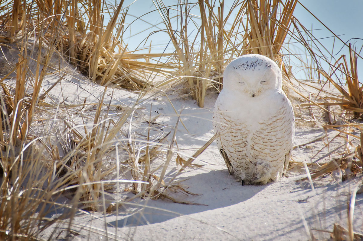 A snowy owl rests on Jones Beach on Long Island in New York. #  Vicki Jauron, Babylon and Beyond Photography / Getty