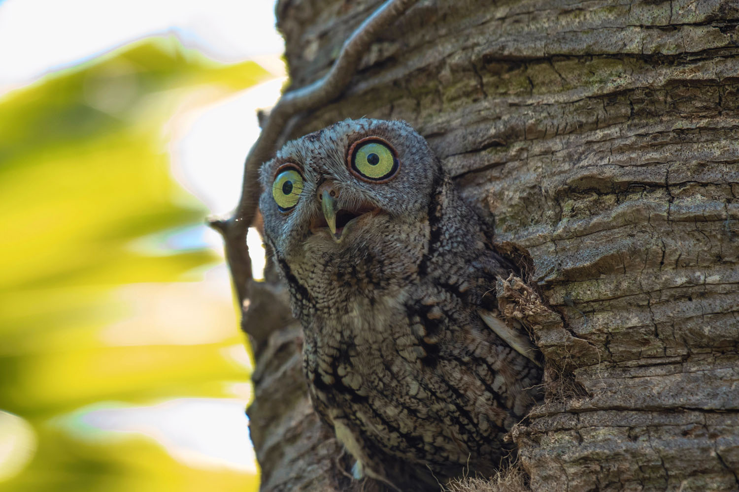 https://cdn.theatlantic.com/assets/media/img/photo/2019/02/photos-superb-owl-sunday-iii/s26_651715294/main_1500.jpg